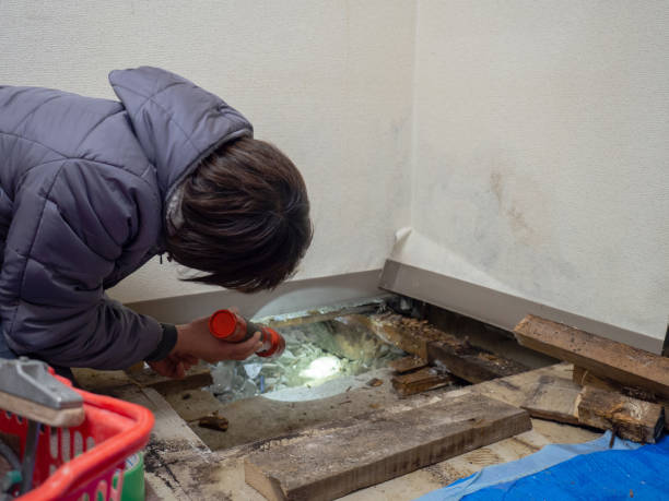 Best Residential Mold Inspection & Testing  in International Falls, MN