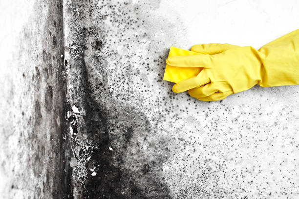 Best Water Damage & Mold Remediation  in International Falls, MN