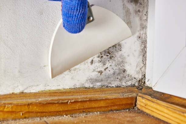 Best Commercial Mold Inspection  in International Falls, MN
